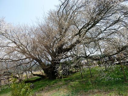 2011.4.14-2