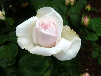 2012.5.18