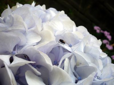 2010.7.25.あじさい