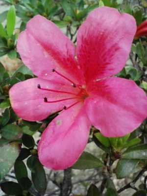 ¥Ä¥Ä¥¸¤â¤Þ¤À¤Þ¤À¤¤ì¤¤¤Ç¤¹