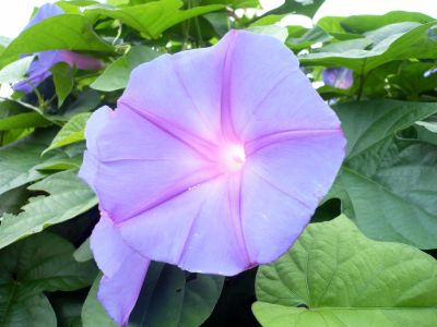 2010.8.16.アサガオ