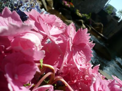 2010.9.12.あじさい