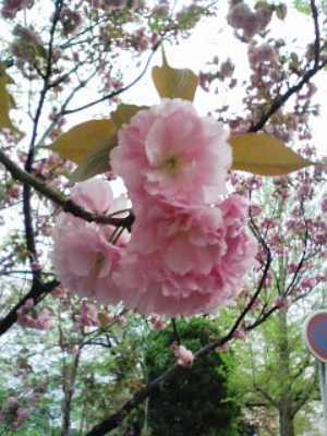 来年また会おう、八重桜
