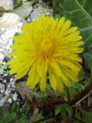 たんぽぽの花