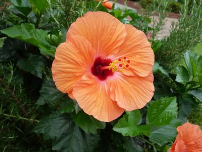 2010.9.9.ハイビスカス