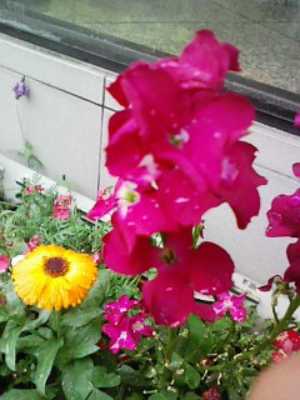 背高のっぽの花