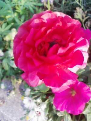 情熱的な赤色の花