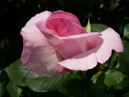 2012.1.31