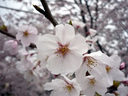 2011.4.8-1