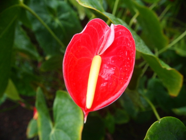 P2065850