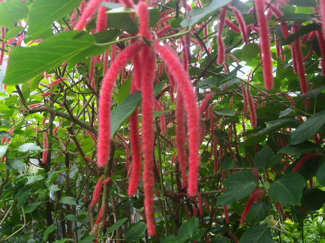 P2065917