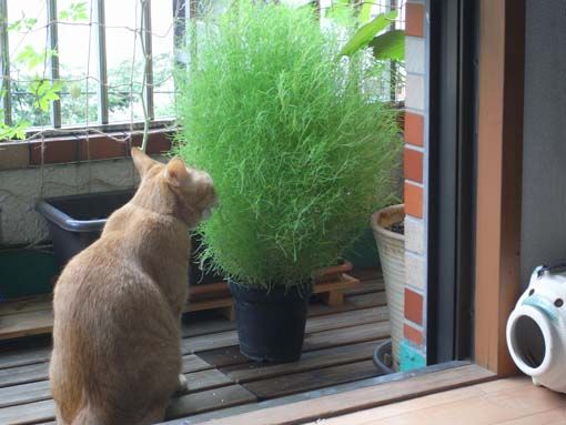 ニャンコと植木