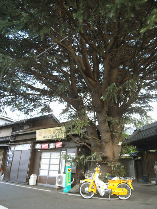 谷中