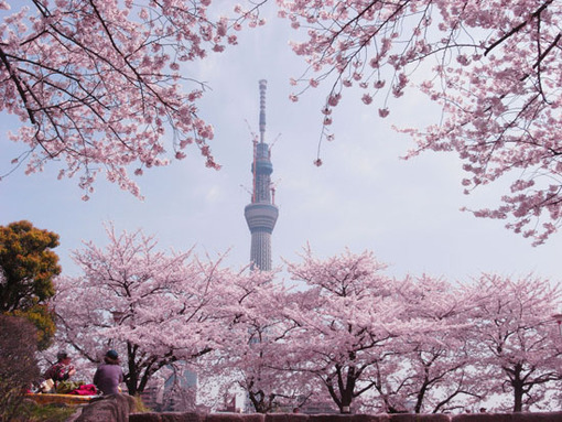 桜とスカイツリー