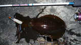 2008_1030_193827-P1010191_640