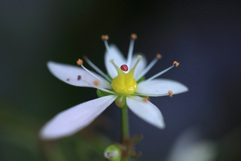 136d0487.jpg
