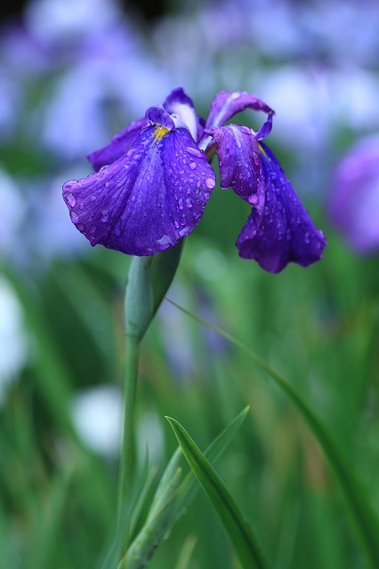4019d5c6.jpg