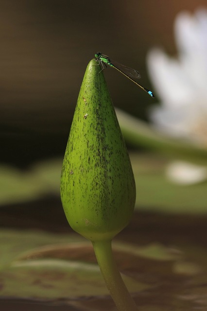8ab5a2f3.jpg