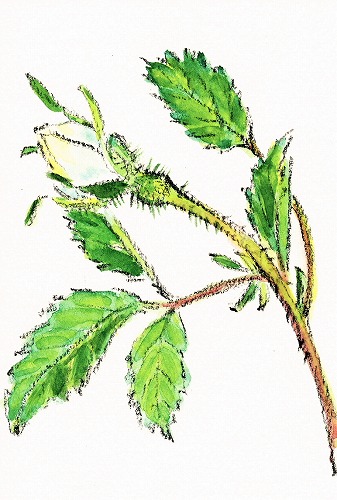 acb60002.jpg