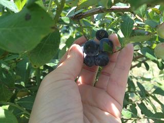 blueberry3