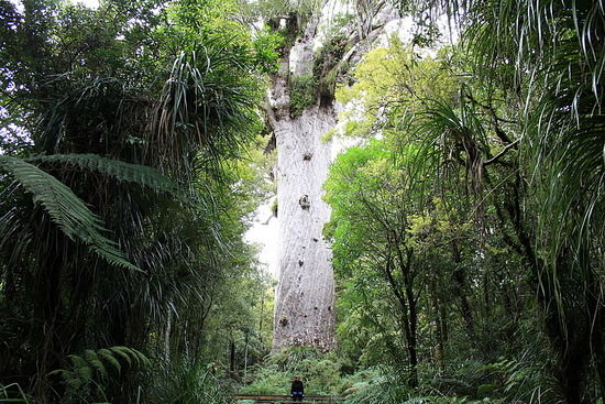 1_1284047759_karen-tane-mahuta