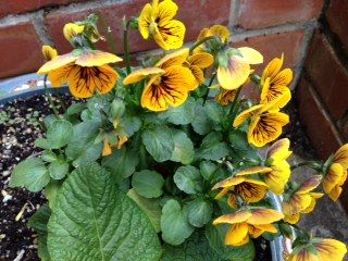 photo flower2