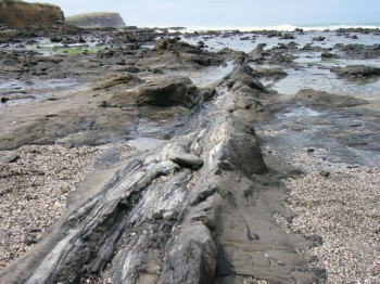 curio_bay_l_12[1]