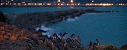オアマル　ペンギン