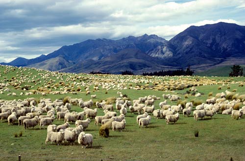 FARM