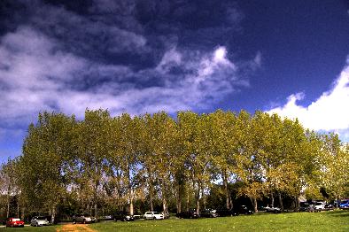 trees