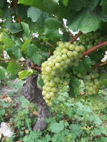grapes