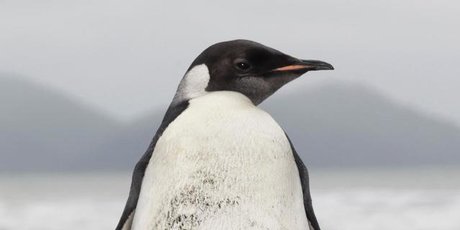 SCCZEN_A_270611NZHMMPENGUIN5_460x23052493