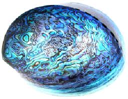 paua