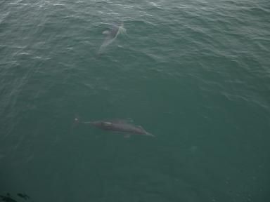 tasman2