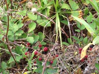 photo berry