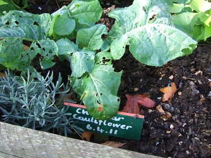 school vege3