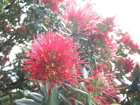 pohutukawa3