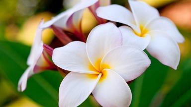 white flowers