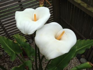 photo flower1