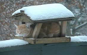 cold