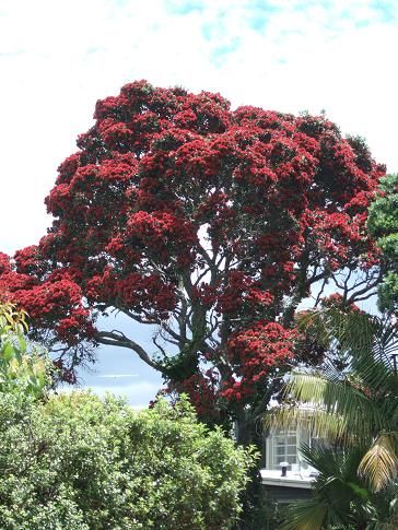 pohutukawa1