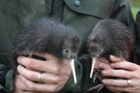 brown kiwi