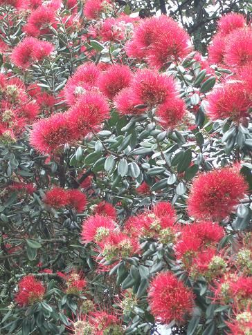 pohutukawa2