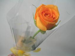 yellowrose