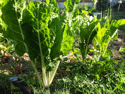 3_silverbeet