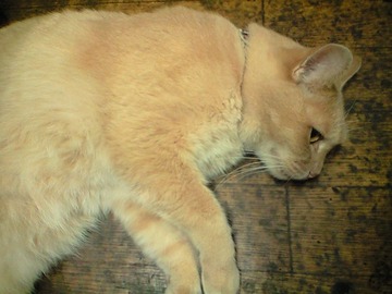 飼い主いわく