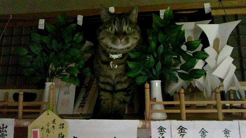 突然、神棚がガタガタ鳴ってお札が落ちてきた。ビビって見上げていたら、うやうやしく神様が出てきた。笑った。  