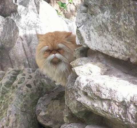 仙人のような猫ｲﾀ━━━━(ﾟ∀ﾟ)━━━━!!