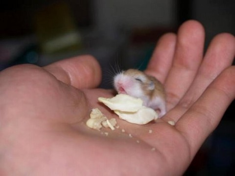 ハムの赤ちゃん 