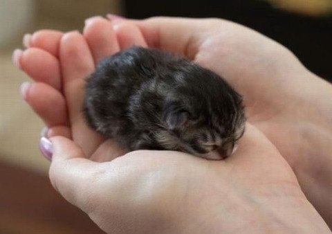 な、なんだこの猫ちっさあああああああ！ 